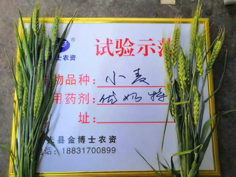 小麥已進入打包抽穗（suì）發育階（jiē）段 提質增產防病防蟲已（yǐ）經開始啦(圖（tú）2)